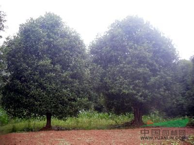 現(xiàn)在3米冠精品桂花球價格