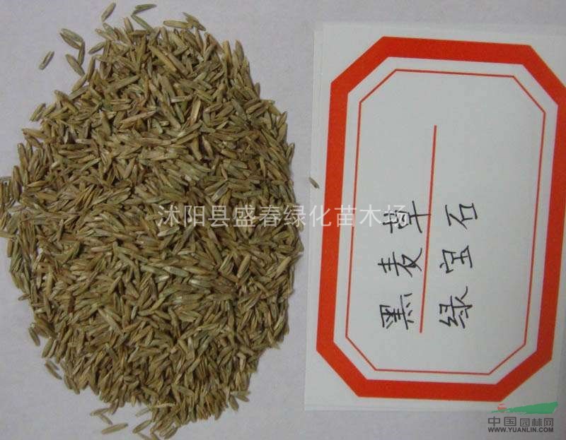 供應(yīng) 多年生黑麥草 高羊茅 紫羊茅 三葉草 草種 全國(guó)批發(fā)