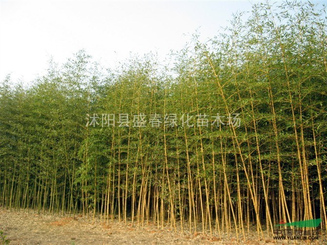 黃桿烏哺雞竹 低價(jià)出售黃桿烏哺雞竹 最新價(jià)格 綠化苗木