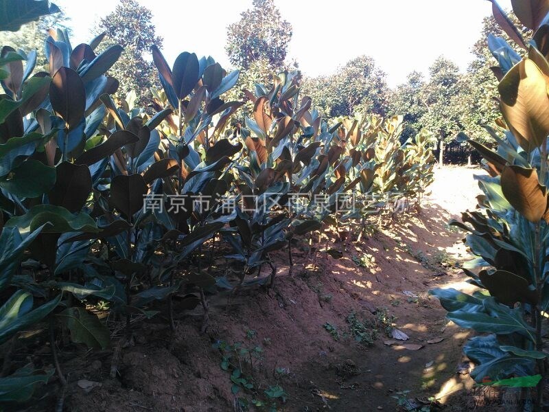 江蘇南京廣玉蘭小苗基地供應(yīng)高度1米廣玉蘭小苗價(jià)格報(bào)價(jià)。