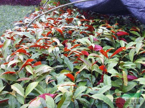 供應福建漳州紅花繼木/紅背桂/黃心梅最低價格/批發(fā)