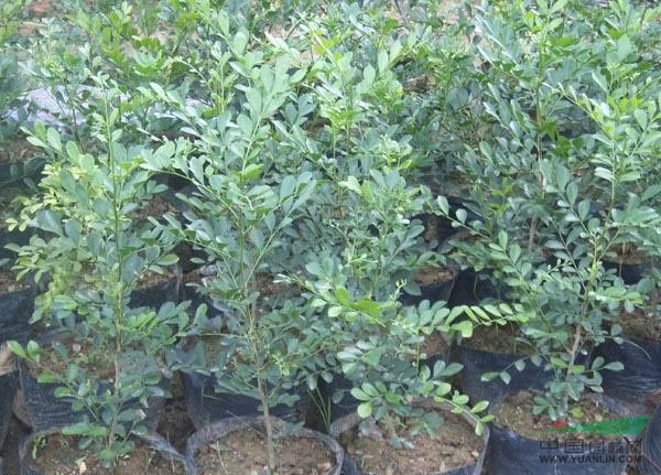 供应福建毛杜鹃/福建七里香/福建希美丽最低价格/批发价