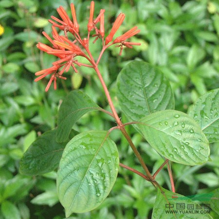 供应福建毛杜鹃/福建七里香/福建希美丽最低价格/批发价