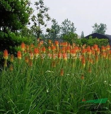 火炬花，火炬花供應(yīng)，火炬花價格，火炬花圖片