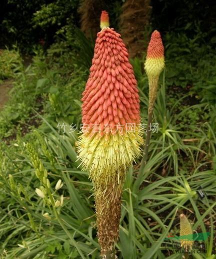 火炬花，火炬花供應(yīng)，火炬花價格，火炬花圖片