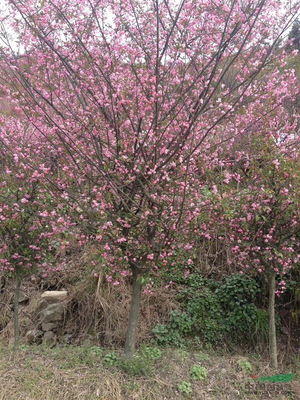 浙江省余姚市四明山鎮(zhèn)唐田慶杰園林長(zhǎng)期供應(yīng)紅楓，櫻花，海棠等苗