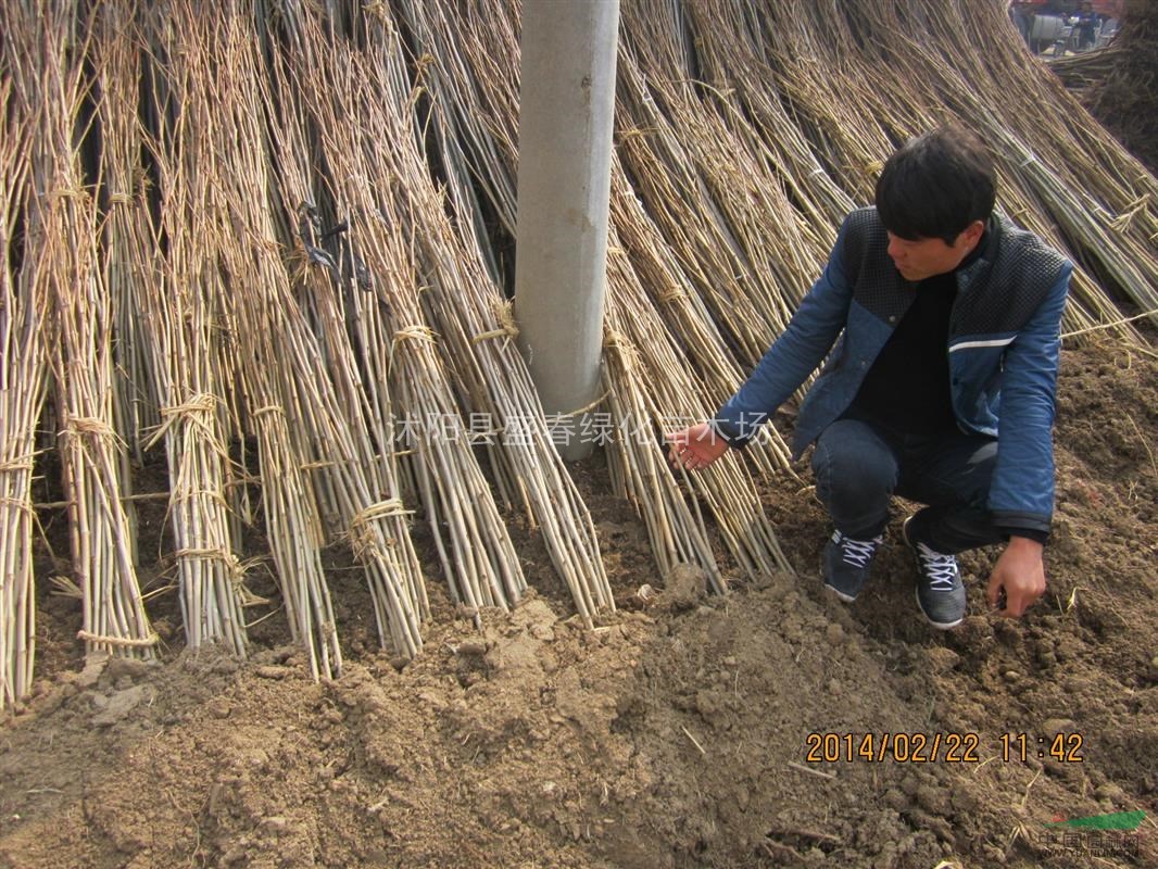 批發(fā) 綠化小苗 法桐 高桿女貞 紅楓 白臘 各種小苗品 齊全