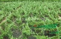 大量處理2-3公分紫薇（百日紅）