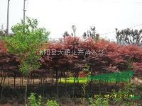 大量處理2-3公分紫薇（百日紅）