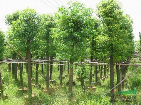香樟樹基地價格、供應優(yōu)質香樟樹 