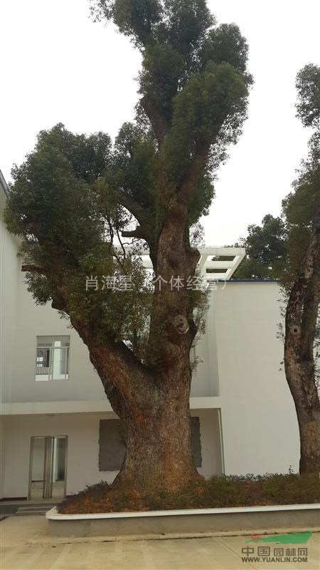 底價供應(yīng)1.9直徑野生大香樟 2.5—3米分支 廣西香樟 
