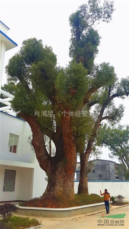 底價供應(yīng)1.9直徑野生大香樟 2.5—3米分支 廣西香樟 