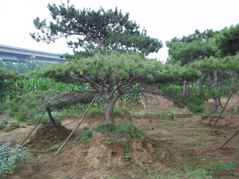 雪松苗木價(jià)格、雪松最新報(bào)價(jià) 