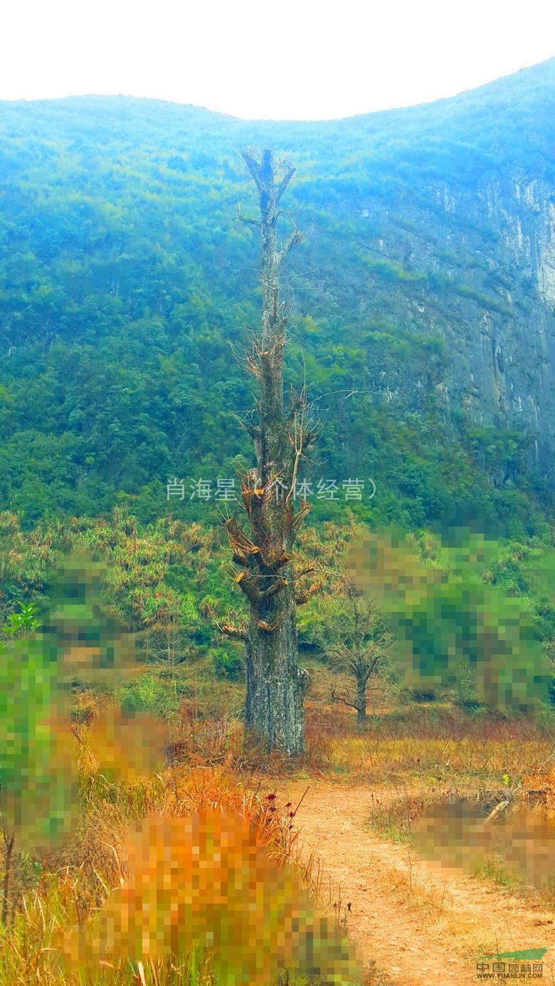 供應100CM以上的野生大銀杏 野生大香樟 大紫薇 大馬靈光