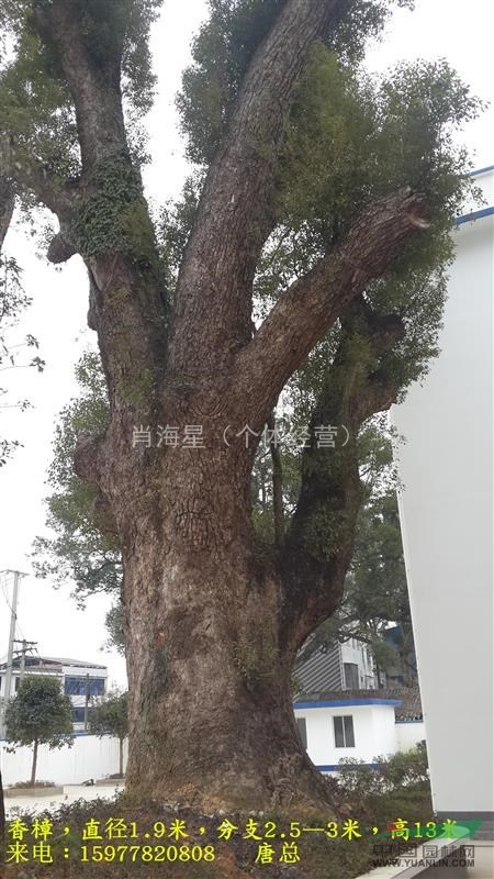 大量野生大香樟1.2米直徑以上 大紫薇 大野生馬靈光 大銀杏