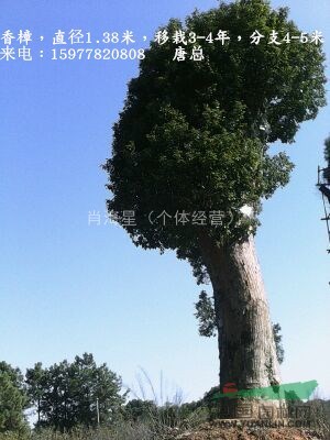 大量野生大香樟1.2米直徑以上 大紫薇 大野生馬靈光 大銀杏