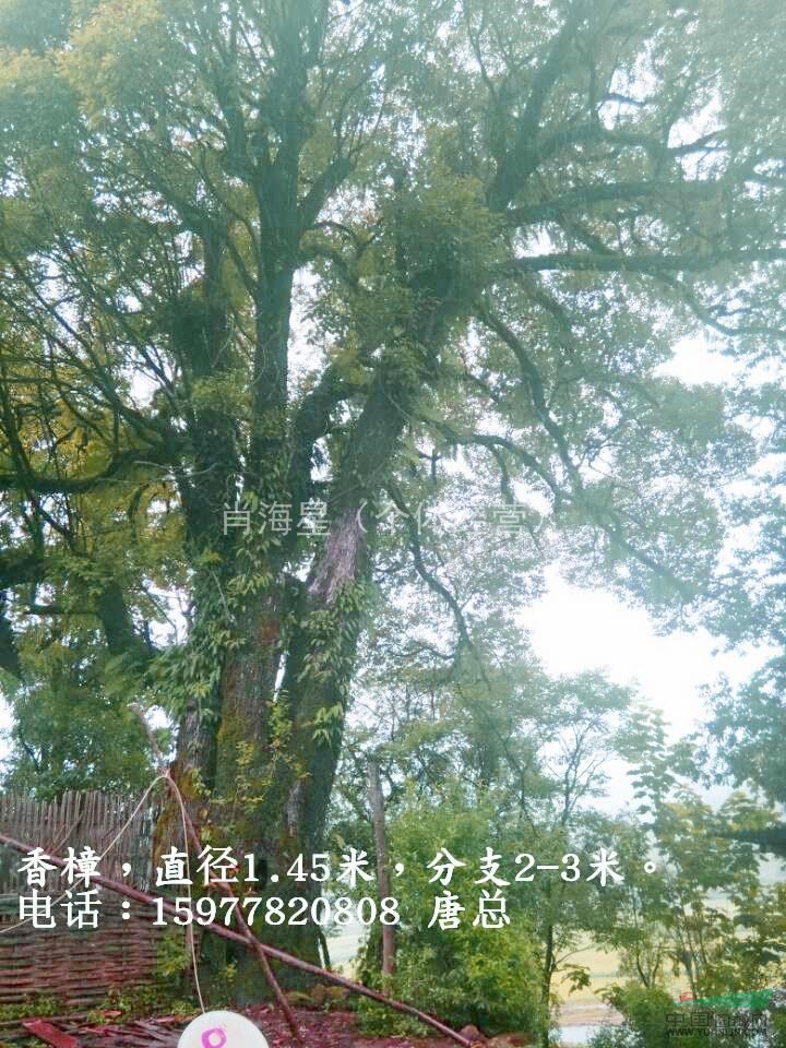 供應(yīng)20CM以上野生大紫薇 野生大香樟 大野生馬靈光 大銀杏