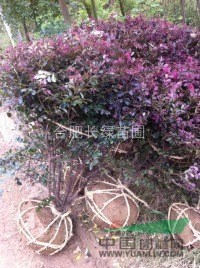 供應(yīng)安徽合肥p60cm-p200cm精品紅葉石楠球，紅花檵木