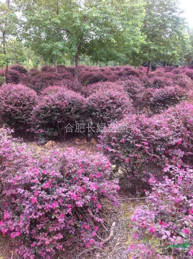 供應(yīng)安徽合肥p60cm-p200cm精品紅葉石楠球，紅花檵木