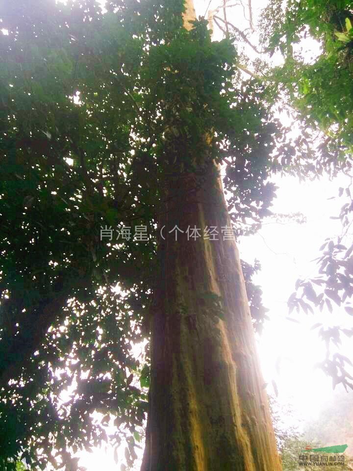 廣西底價促銷桂花 直徑1.3米 大香樟 大紫薇 大銀杏
