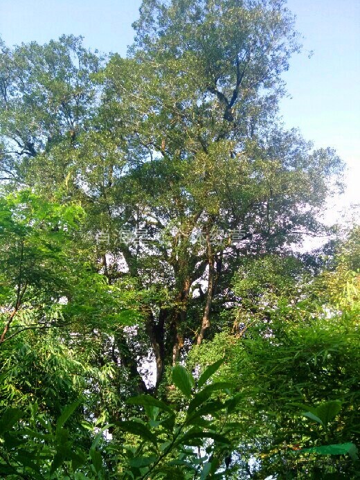 广西底价促销野生大朴树 直径1.5-1.8米 分支4-5米