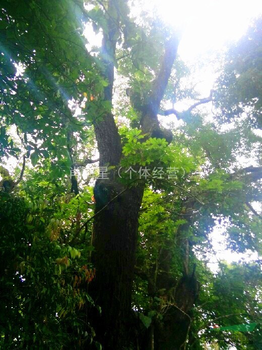 广西底价促销野生大朴树 直径1.5-1.8米 分支4-5米