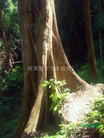 底價促銷廣西野生大樸樹 直徑1.5-1.8米 分支4-5米 