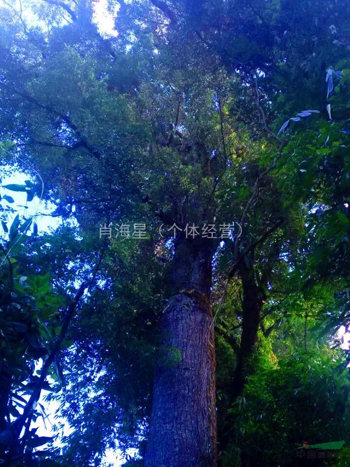 長期底價促野生大香樟 直徑1.45米 分支2-3米 大紫薇
