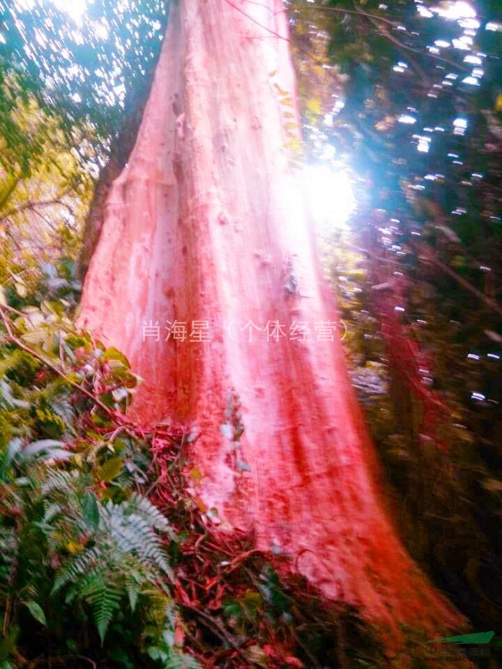底價(jià)促銷野生大型紅皮馬林光 直徑2.3米 9-10米分支
