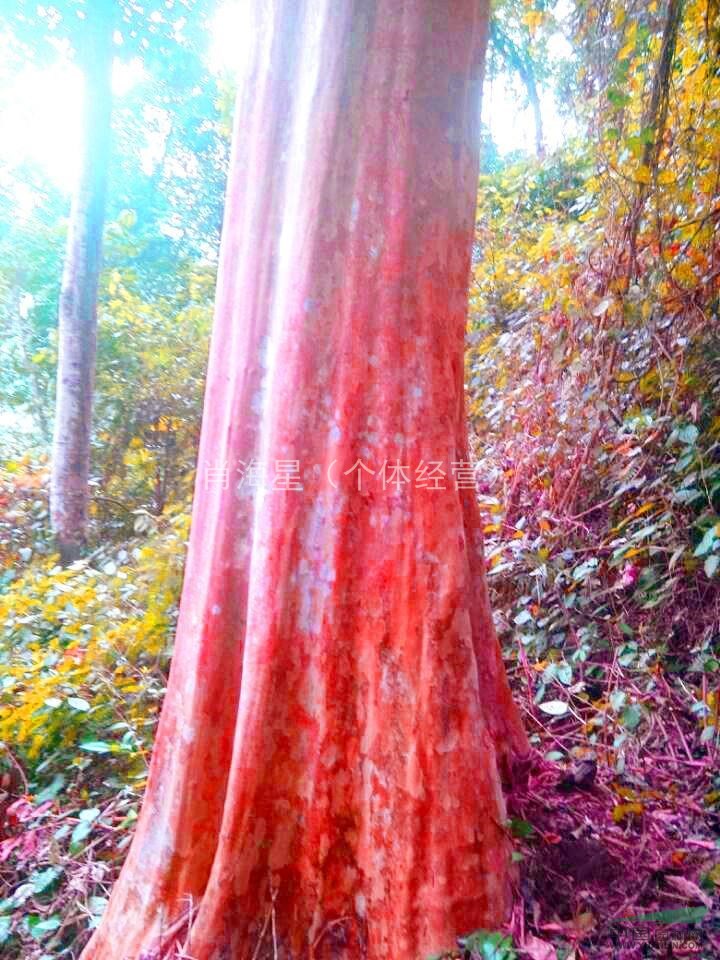 底價(jià)促銷野生大型紅皮馬林光 直徑2.3米 9-10米分支