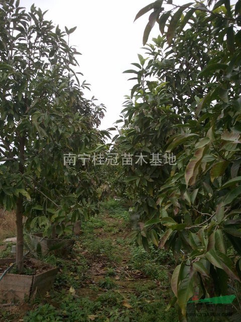 大量供應(yīng)白蘭（黃桷蘭）8--10公分盆苗和地苗一樣價(jià)成活率高