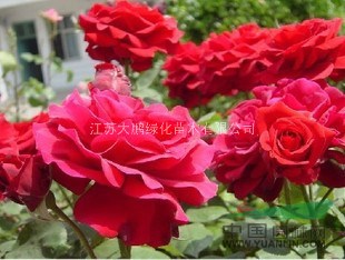 月季花 豐花月季 藤本月季 大花月季 地被月季