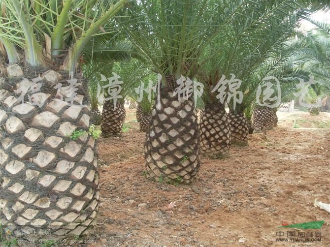 供應加拿利海棗