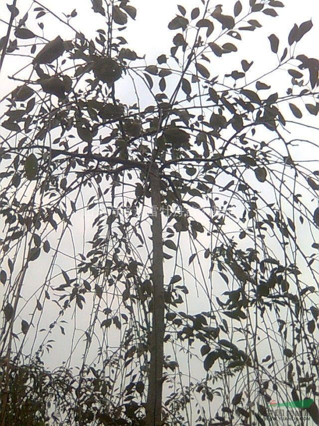 西府海棠，北美之王，錦繡海棠，垂枝海棠，牡丹海棠