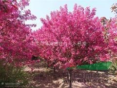 西府海棠，北美之王，錦繡海棠，垂枝海棠，牡丹海棠