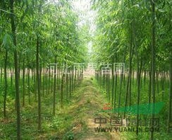 大量美國竹柳各種規(guī)格供應