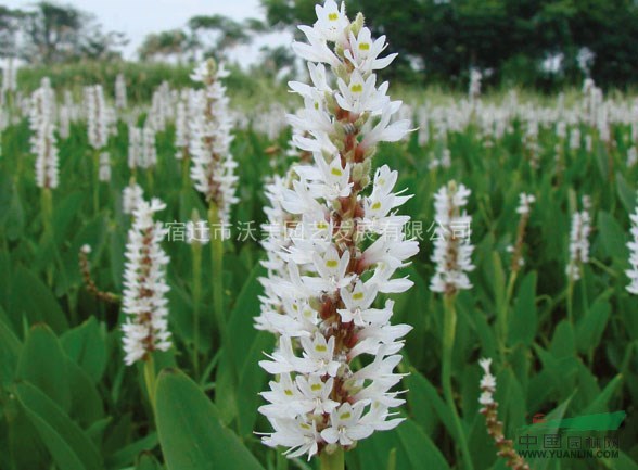 白花海寿花,水生植物白花海寿花,沭阳白花海寿花基地