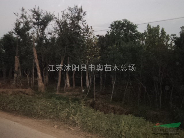 江蘇竹柳基地，竹柳小苗，便宜竹柳，圖片，價(jià)格