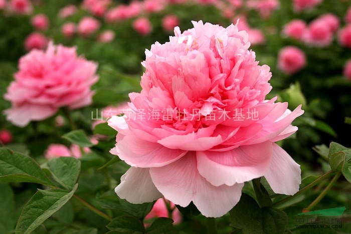 供：精品牡丹 精品芍藥