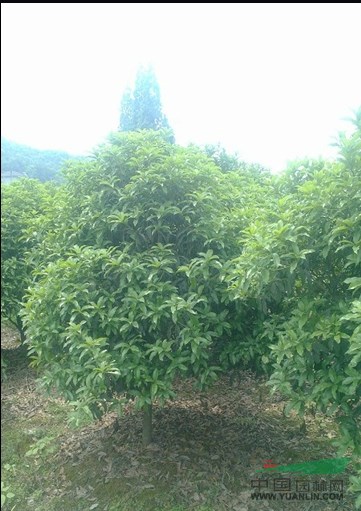 桂花