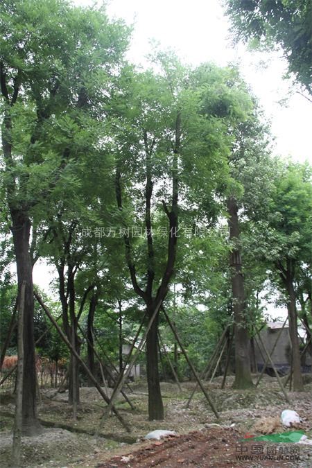 成都萬樹園林公司 低價供應(yīng)國槐