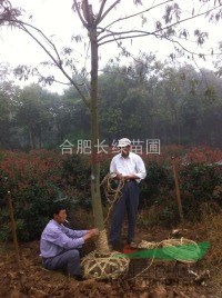 供應(yīng)安徽合肥黃山欒樹(shù)，肥西垂柳，合歡，香樟，桂花，烏桕，玉蘭