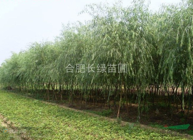 供應(yīng)安徽合肥黃山欒樹(shù)，肥西垂柳，合歡，香樟，桂花，烏桕，玉蘭