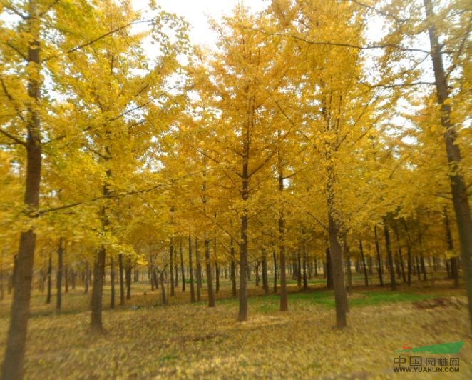 苗圃大量供應山東銀杏；銀杏