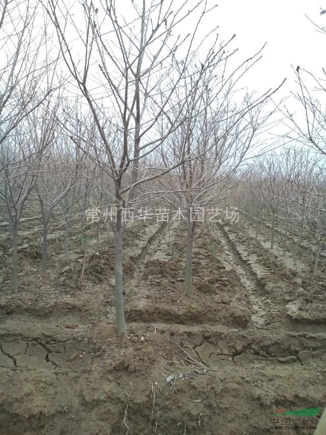 常州日本晚樱基地报价/樱花花期图片/樱花最新价格/樱花最低价