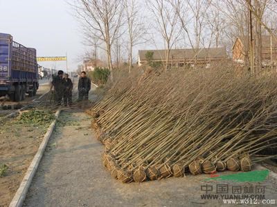 提供大紅花紫薇產(chǎn)地價格