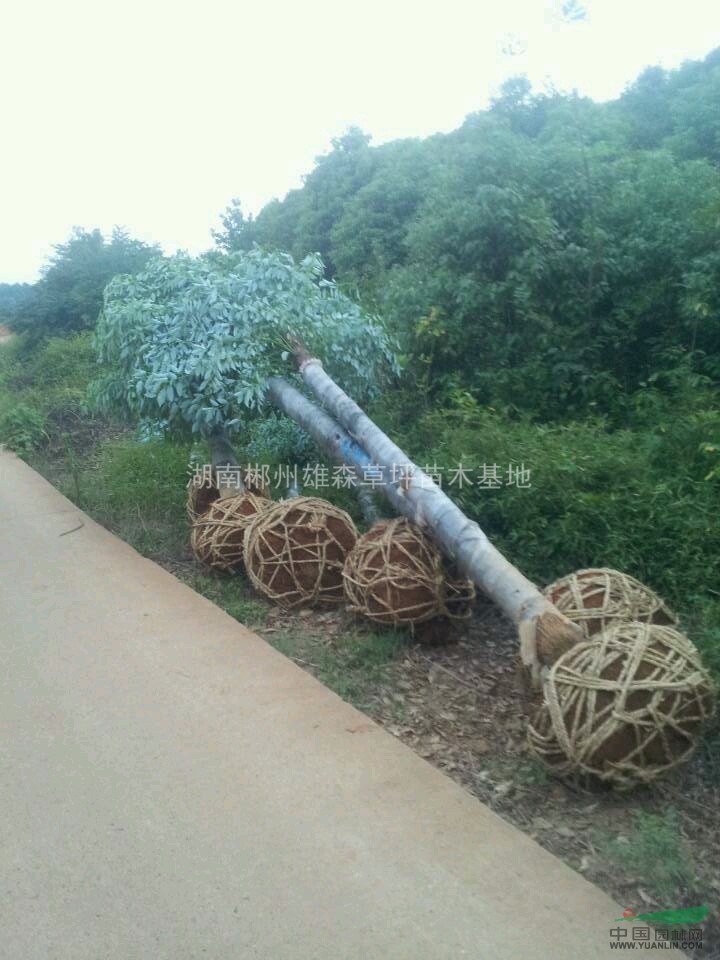 雄森馬尼拉草坪基地