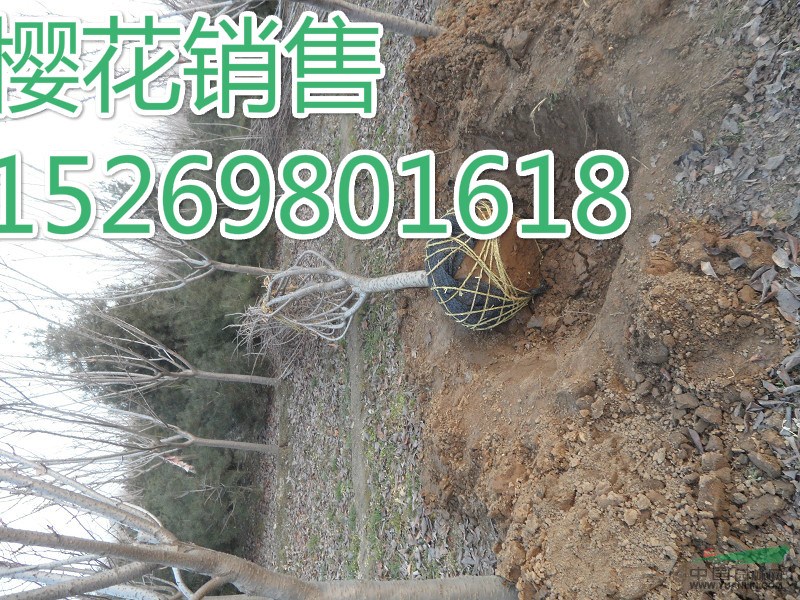7公分櫻花價格,山東泰安7公分櫻花價格,7公分櫻花哪里便宜