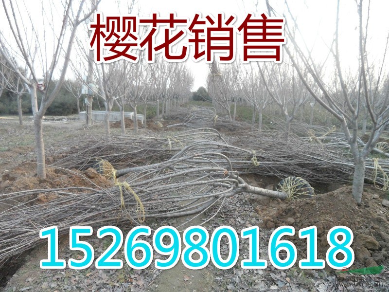 7公分櫻花價格,山東泰安7公分櫻花價格,7公分櫻花哪里便宜