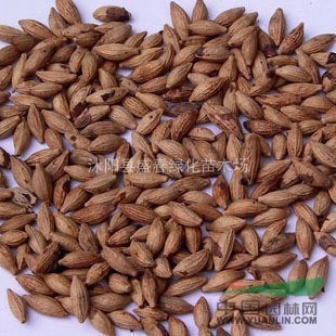 批發(fā)各種桂花種子 金桂 桂花 丹桂 工程綠化